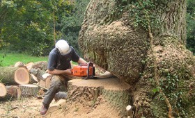 Dismantling & Felling of Large Oak