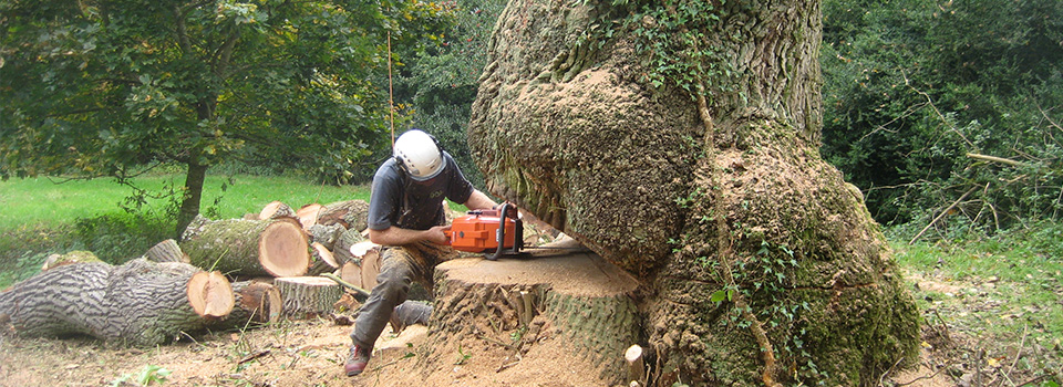 Dismantling & Felling of Large Oak - Chris Notman Tree Surgery