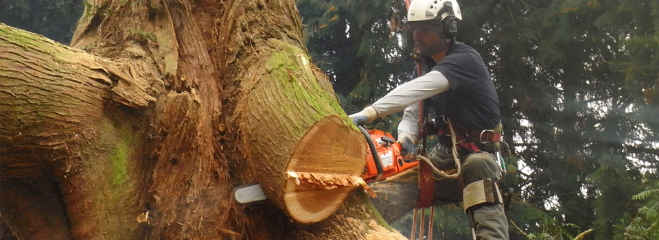 Western Red Cedar Dismantling, Felling & Removal