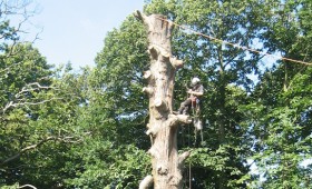 Dead Cedar Dismantling & Felling