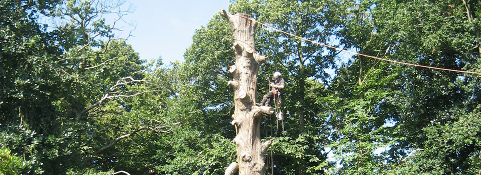 Dead Cedar Dismantling & Felling - Chris Notman Tree Surgery