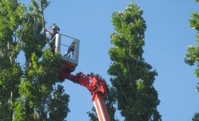 Poplar Height Reduction