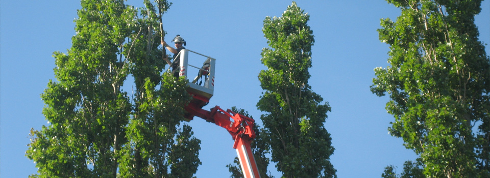 Poplar Height Reduction